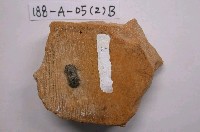 藏品(紡綞蟲)的圖片